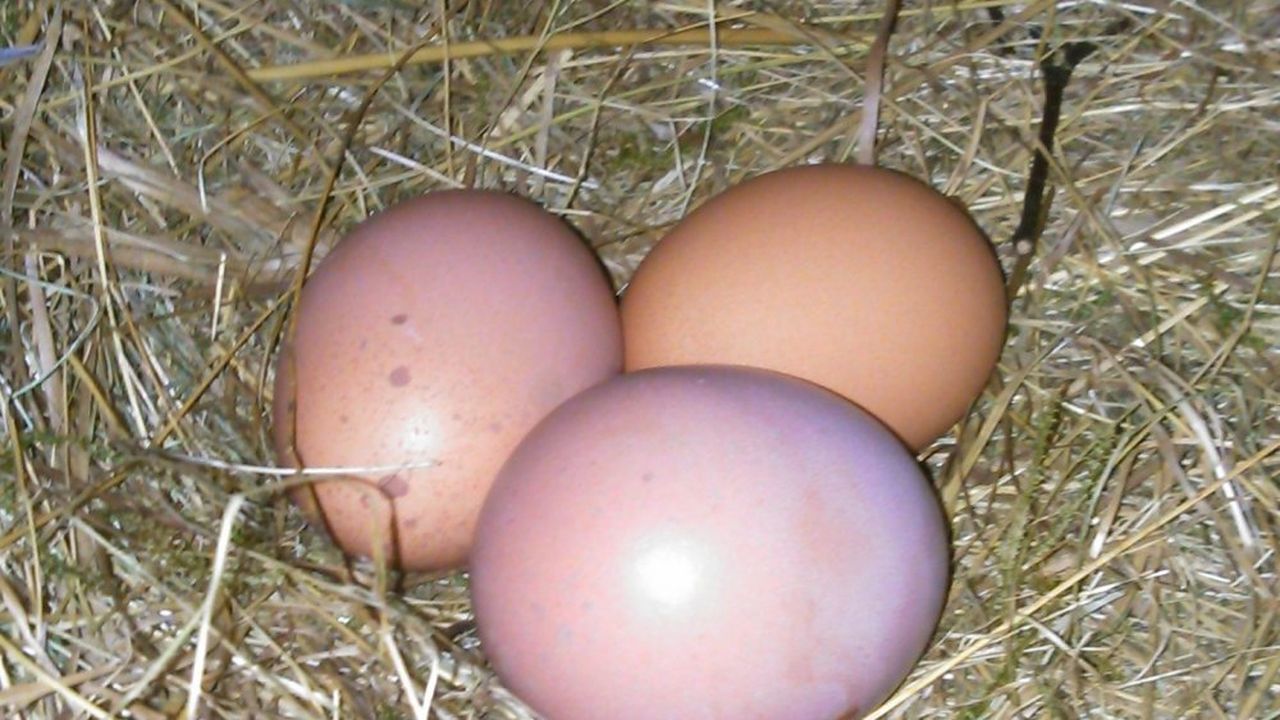 Frische Eier Frische Eier